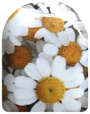 Margeriten